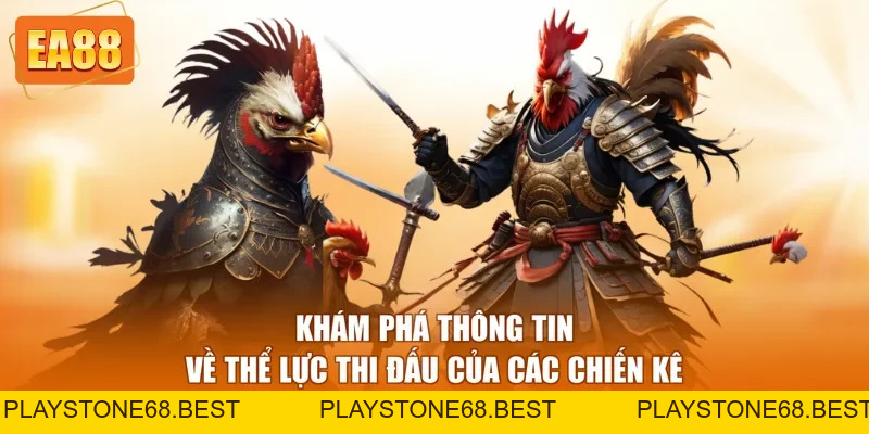 Đá Gà Thomo - Loại Hình Giải Trí Hấp Dẫn Nhất 2026