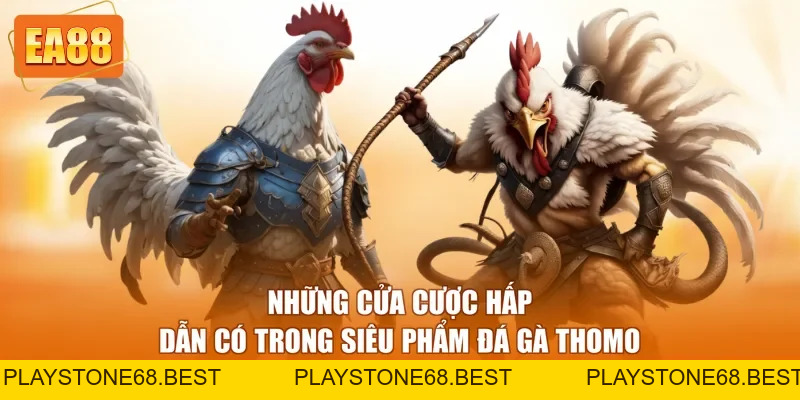 Đá Gà Thomo - Loại Hình Giải Trí Hấp Dẫn Nhất 2026