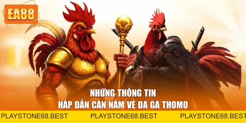 Đá Gà Thomo - Loại Hình Giải Trí Hấp Dẫn Nhất 2026