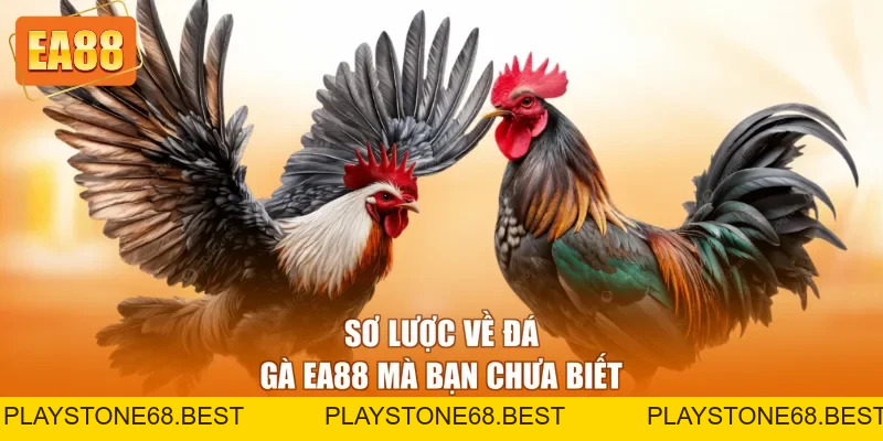 Đá Gà EA88 - Trải Nghiệm Cá Cược Online Hấp Dẫn 2026